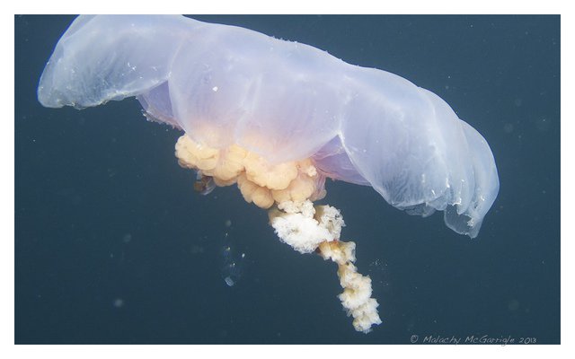 Diving in Nueva Zelanda, Poor Knights Islands - By Malachy McGarrigle