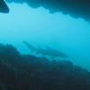 Picture taken during the dive