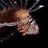 Picture taken during the dive