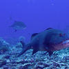 Picture taken during the dive