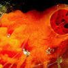 Picture taken during the dive