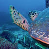 Picture taken during the dive