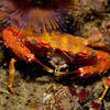 Picture taken during the dive